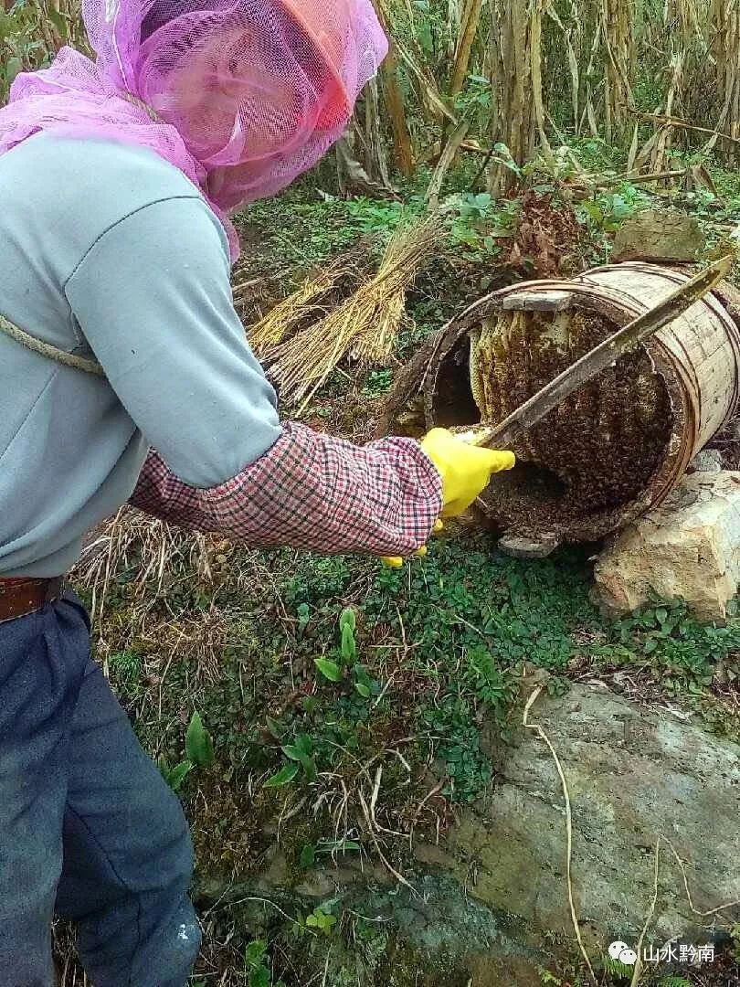 致富经养殖 蜜蜂_蜜蜂养殖效益_蜜蜂致富养殖视频