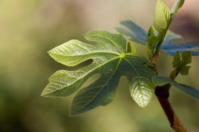 无花果种植技术_如何种植无花果树_种植无花果技术要求