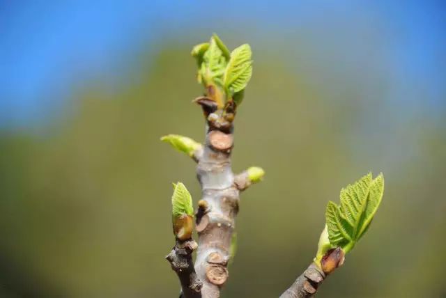 如何种植无花果树_种植无花果技术要求_无花果种植技术