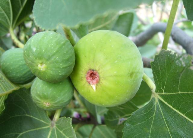 如何种植无花果树_无花果种植技术_种植无花果技术要求