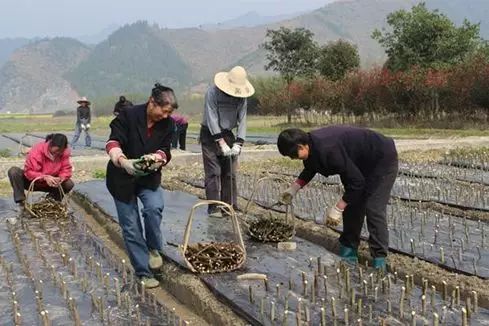 如何种植无花果树_无花果种植技术_种植无花果技术要求