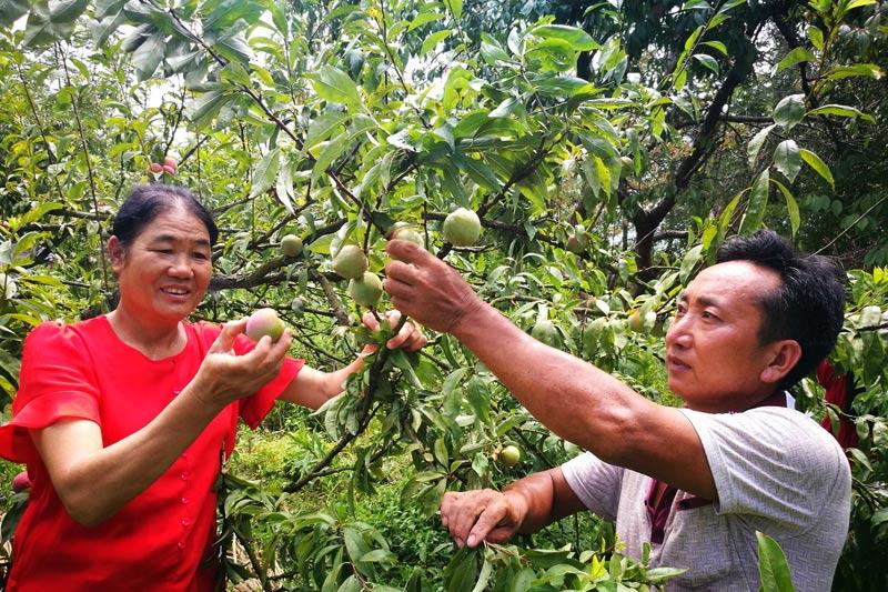 致富种植_致富养殖_种养致富经