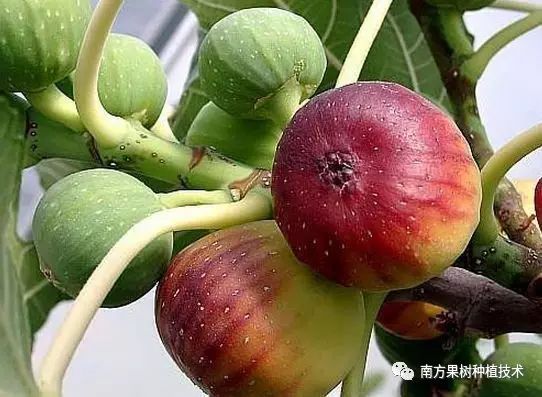 种植无花果技术视频_无花果种植技术_如何种植无花果树