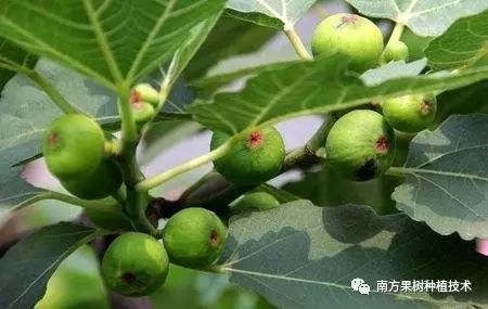 如何种植无花果树_无花果种植技术_种植无花果技术视频