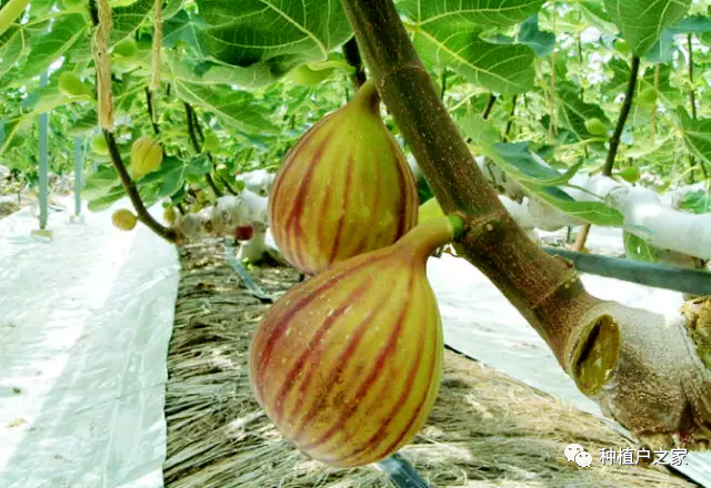 种植无花果的方法_无花果种植技术_种植无花果技术视频