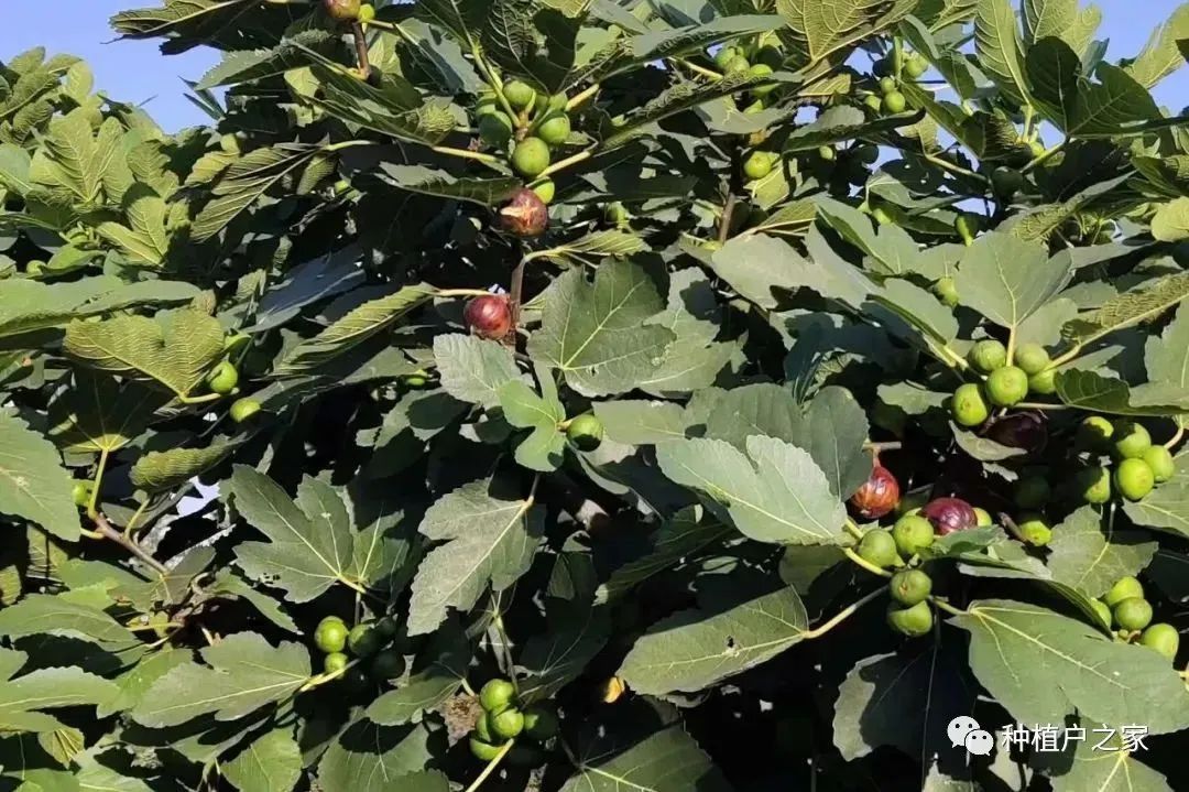 种植无花果技术视频_种植无花果的方法_无花果种植技术