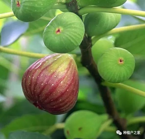 种植无花果技术视频_种植无花果的方法_无花果种植技术