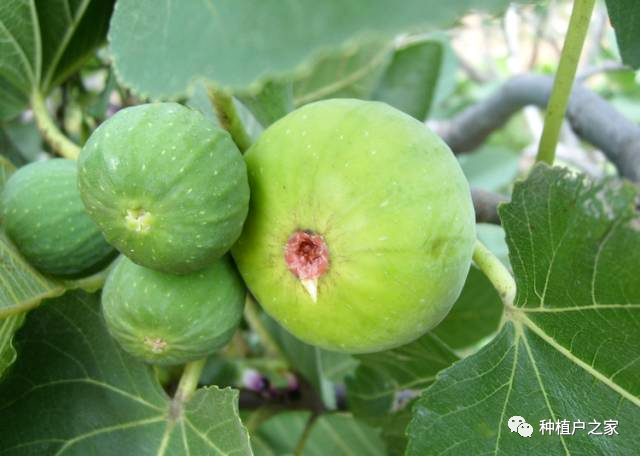 无花果种植技术_种植无花果技术视频_种植无花果的方法