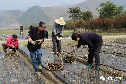 种植无花果技术视频_无花果种植技术_种植无花果的方法