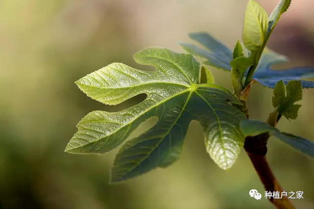 无花果种植技术_种植无花果技术视频_种植无花果的方法