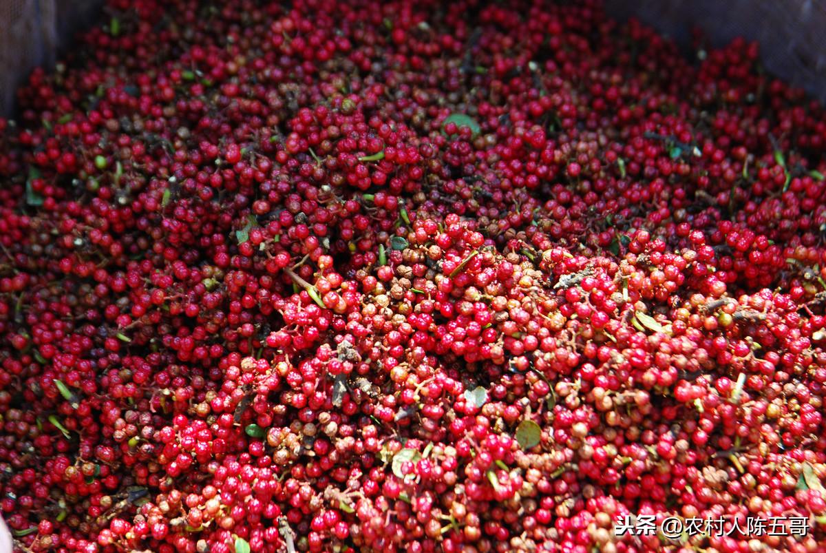 花椒是一种经常用的香料，市场很广阔，该如何种植呢