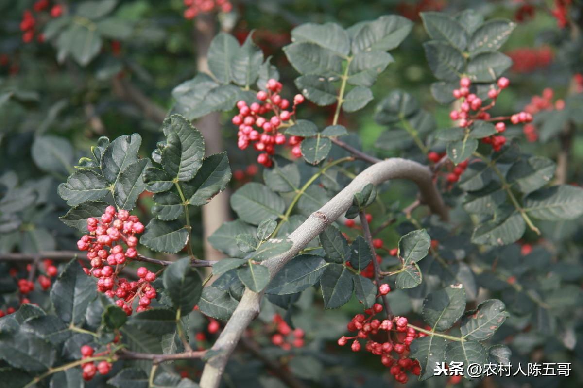 致富花椒种植技术与管理_致富经种花椒_花椒种植致富技术