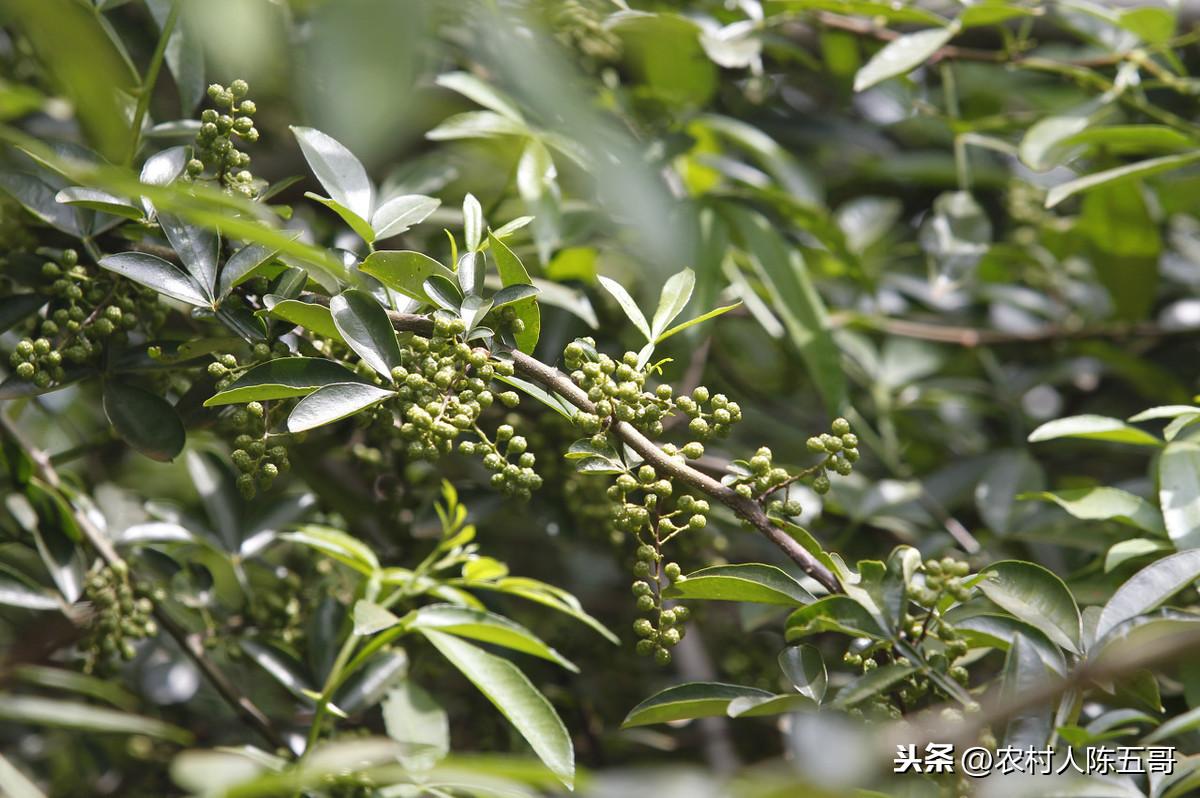 致富花椒种植技术与管理_致富经种花椒_花椒种植致富技术