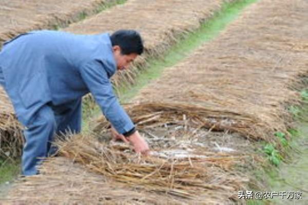 蘑菇养殖技术培训_养殖蘑菇技术_蘑菇养殖技术哪里好