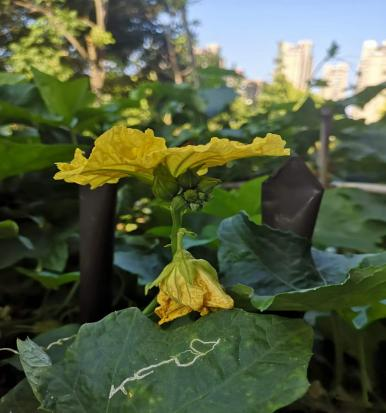 菜瓜栽培技术_江苏菜瓜种植技术_菜瓜种植技术视频