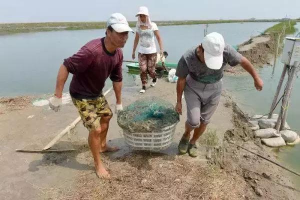 硫酸铜对虾养殖技术_硫酸铜在养虾中的作用_硫酸铜水产养殖虾的作用