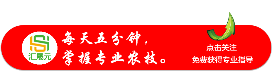 花椒栽培技术 矮化密植免采摘高产种植方法