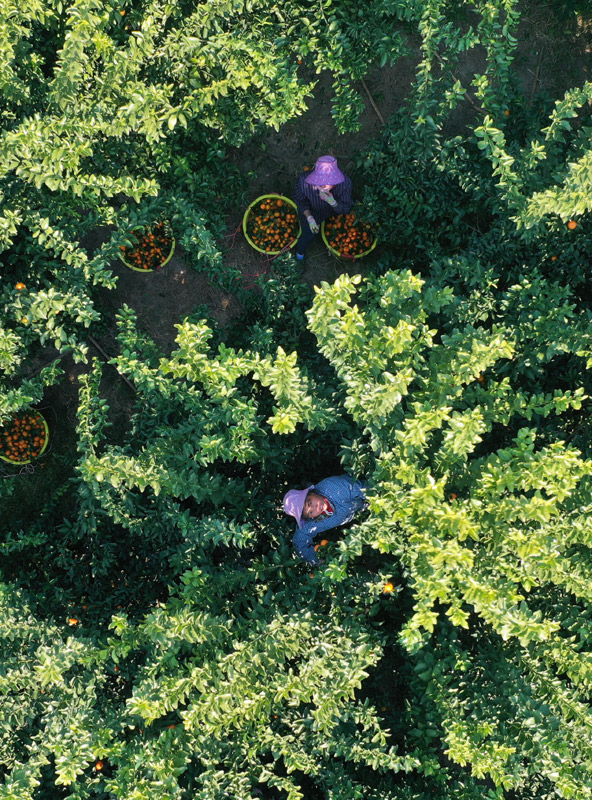 农村做种植致富_农村致富新项目种植_农村致富项目种植业