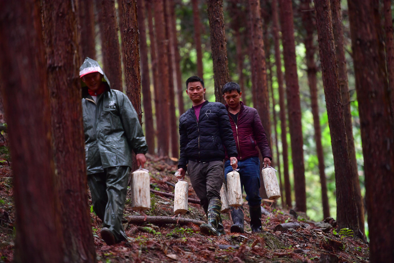 农村致富新项目种植_农村致富项目种植业_农村做种植致富