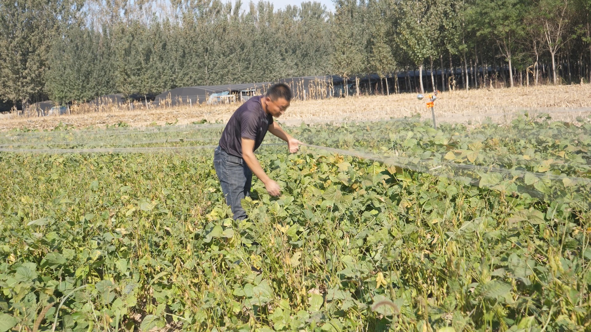 河北献县：“豆虫”养殖成农民致富新亮点