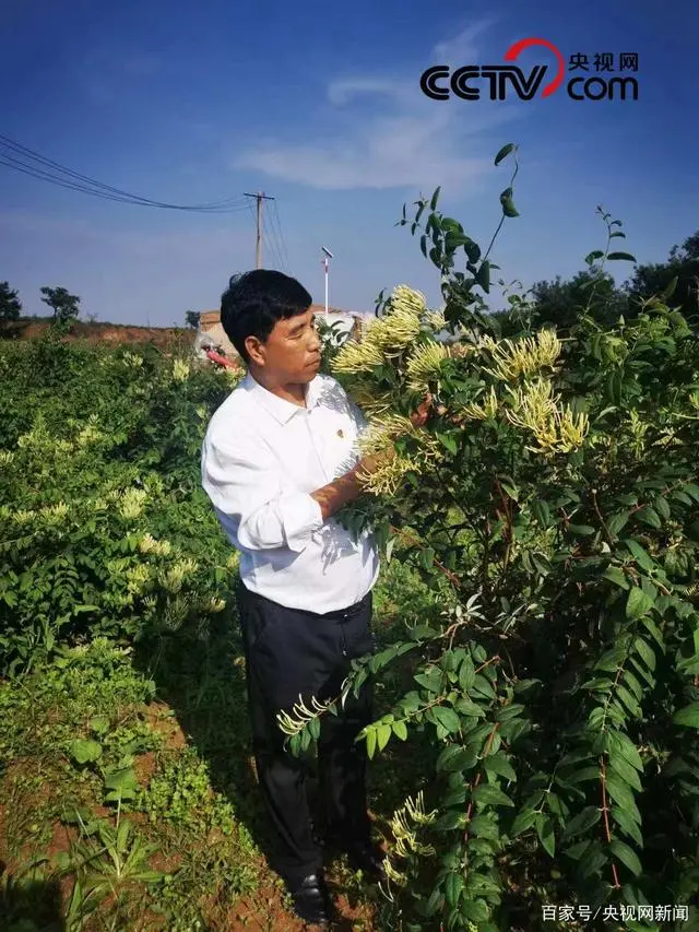 渭南高山种植致富_渭南市种植业的主导产业有哪些_陕西渭南适合种植经济作物