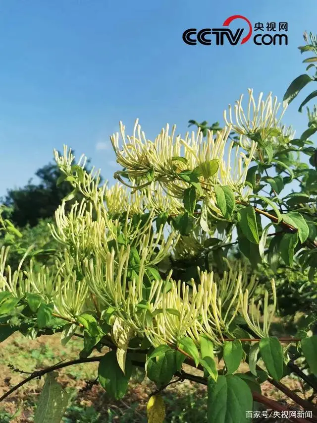 陕西渭南适合种植经济作物_渭南高山种植致富_渭南市种植业的主导产业有哪些