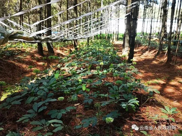 林下养殖项目_致富经林下养殖_林下养殖项目实施方案