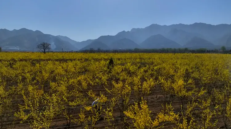 渭南高山种植致富_陕西渭南适合种植经济作物_适合于渭南种植的药材