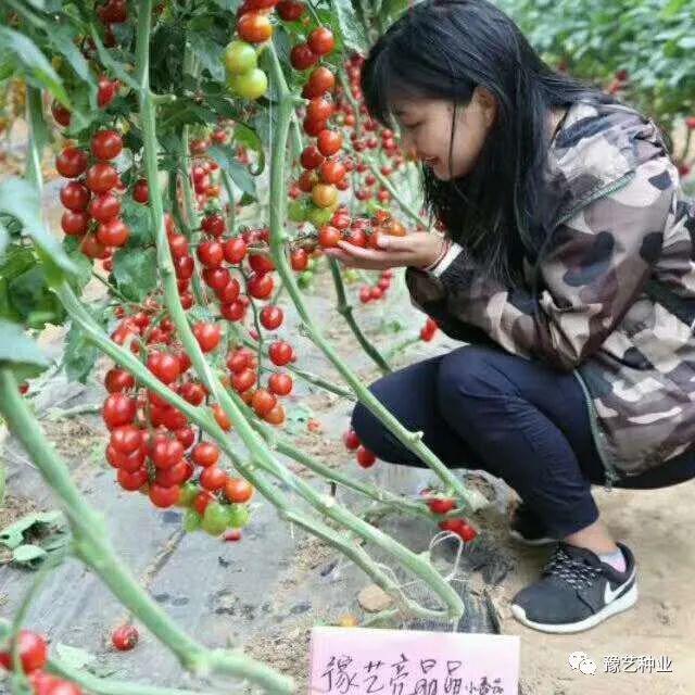 越夏番茄高效栽培技术