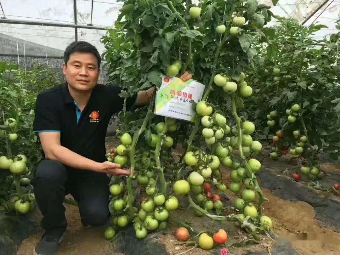 栽培西红柿种植技术视频_栽培西红柿种植技术要点_西红柿栽培种植技术