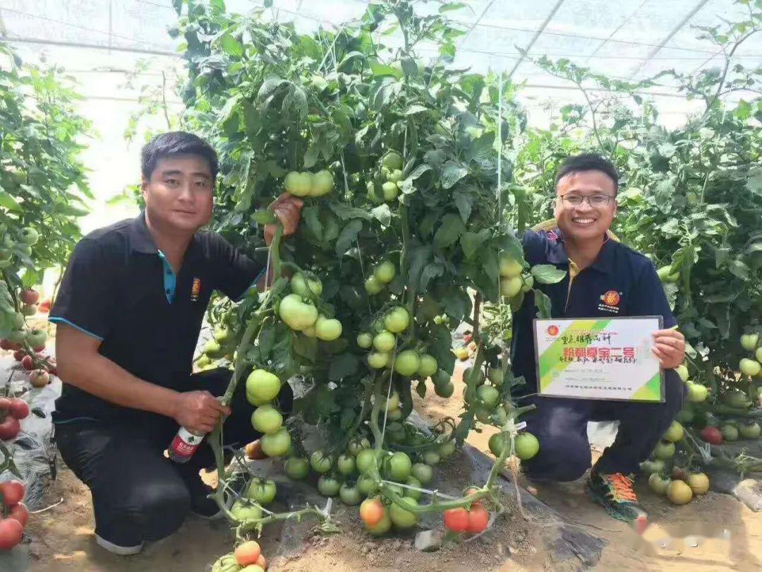 西红柿栽培种植技术_栽培西红柿种植技术视频_栽培西红柿种植技术要点