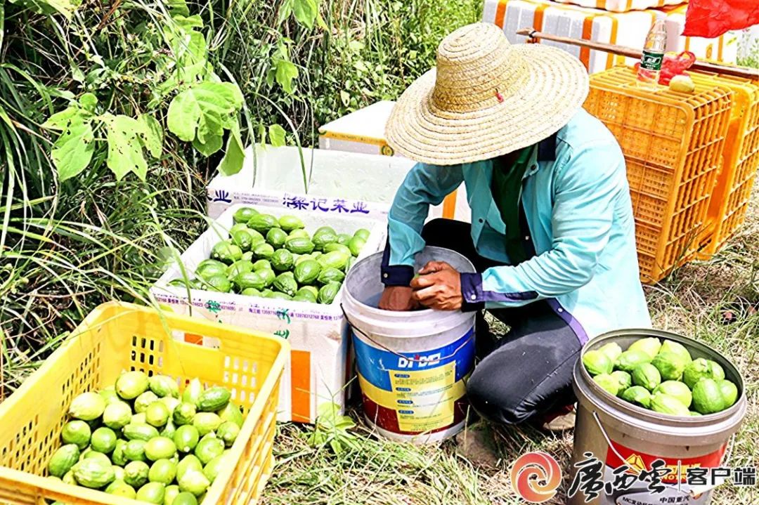 【乡村振兴】岑溪酸柠檬成群众致富的“甜蜜果”