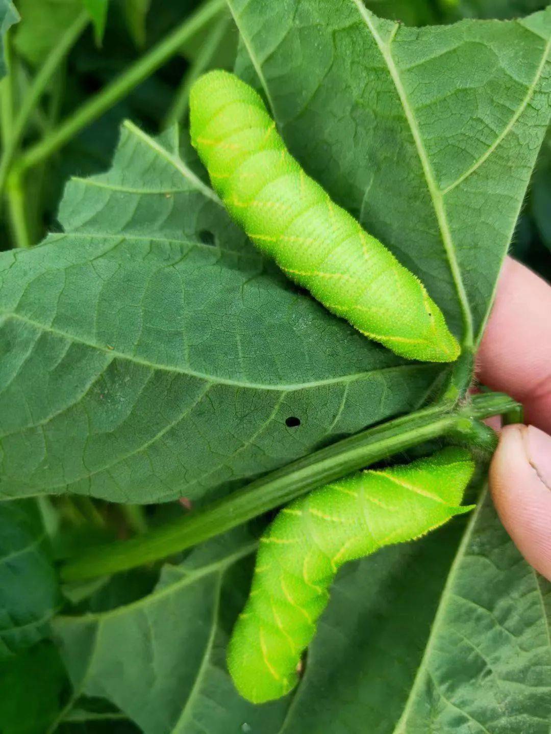 豆虫养殖技术视频_豆虫养殖技术豆青虫卵_豆虫养殖过程