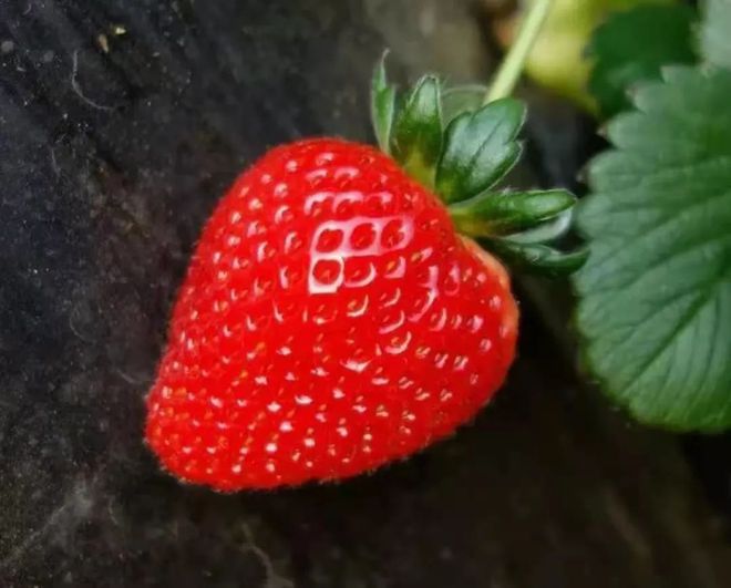 高架种植草莓技术_种植草莓技术哪里学_草莓 种植 技术