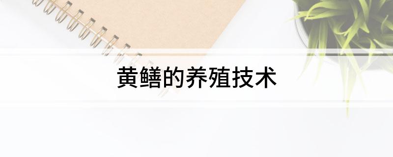 养殖黄鳝的利润和风险_黄鳝高效益养殖技术_效益养殖黄鳝技术高吗