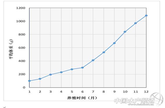 致富经养石斑鱼多久上市_养殖石斑鱼赚钱吗_水产养殖石斑鱼