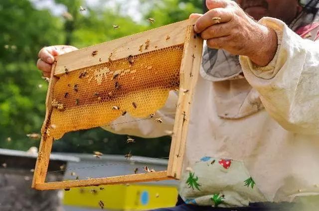 养蜂视频下载_意蜂养殖技术视频在线_养蜂养殖技术视频播放