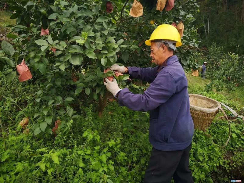 柠檬种植致富_柠檬种植赚钱吗_柠檬种植效益