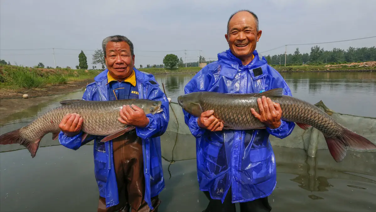 草鱼养殖至富人_草鱼养殖致富经_致富养殖草鱼视频