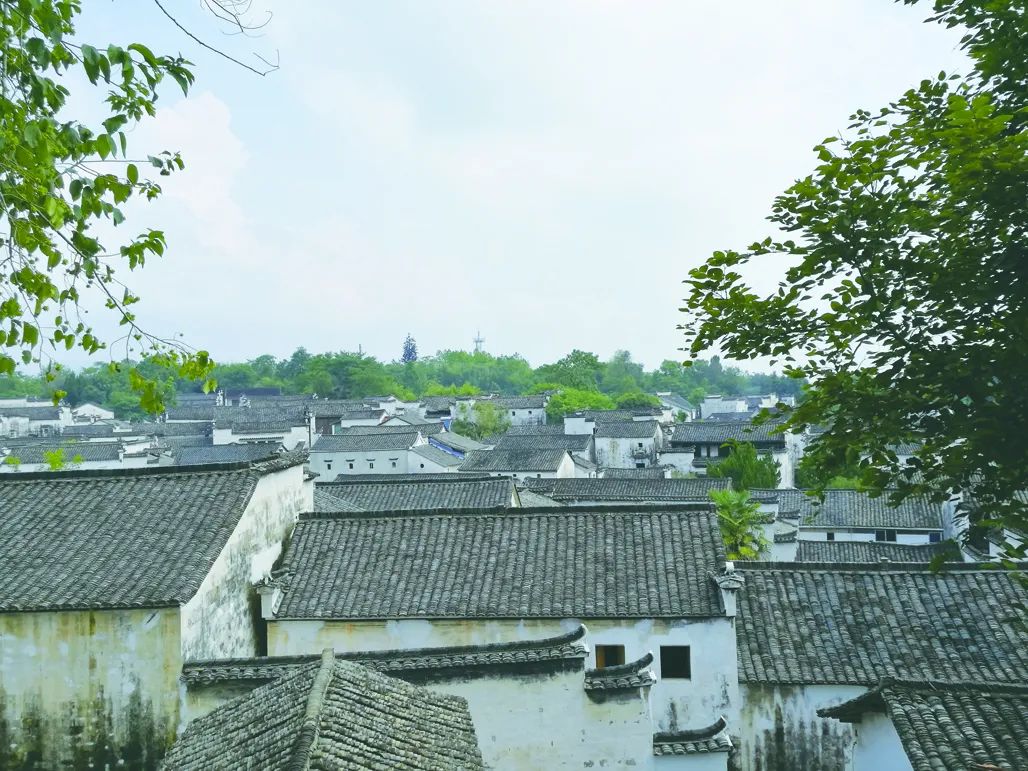 种杜仲赚钱吗_种植杜仲致富经视频_种植杜仲前景