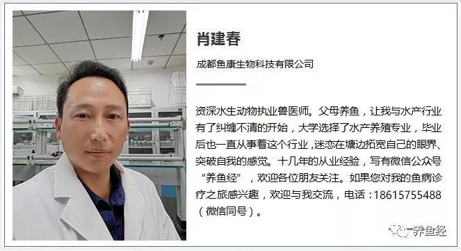 怎样养殖翘嘴鱼_翘嘴鱼种养殖技术_养殖鱼种技术翘嘴视频