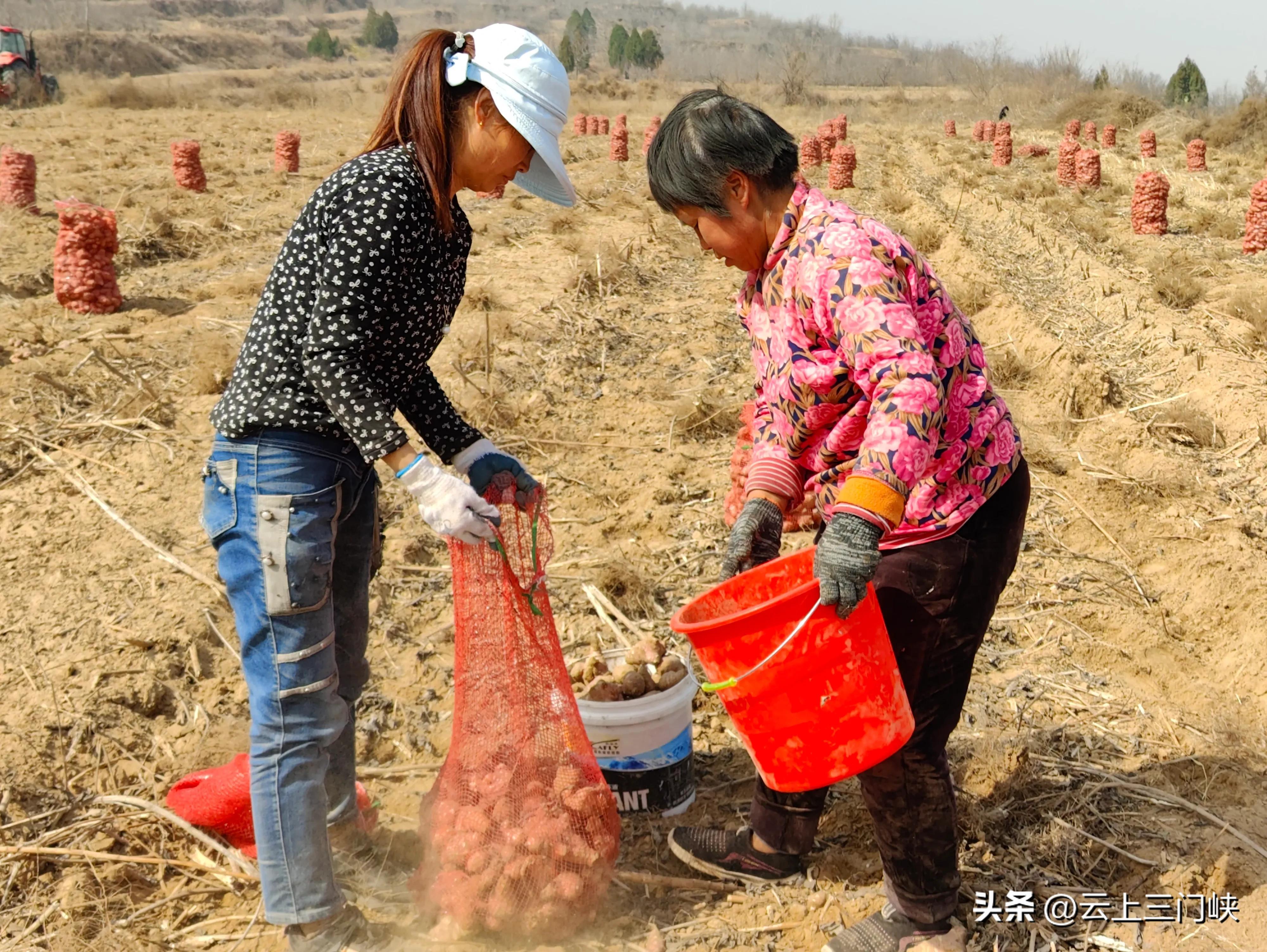 种洋姜挣钱吗_致富种植洋姜视频_洋姜种植致富经