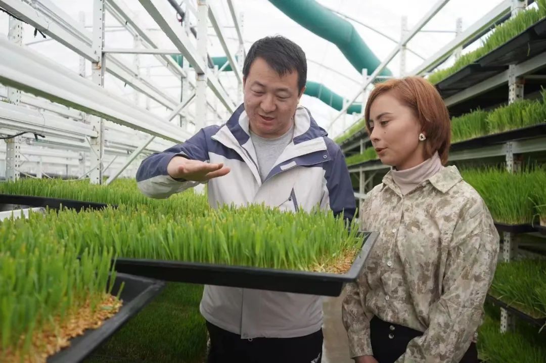 水培牧草骗局_水培牧草养殖致富_水培牧草种植教程