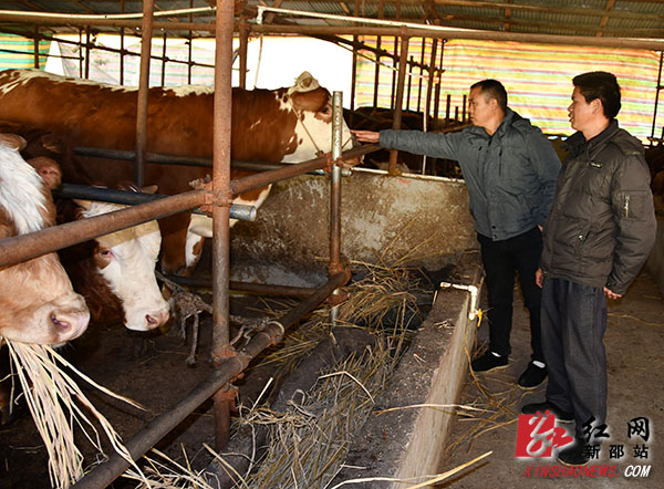 巨口铺镇：生态养牛脱贫致富