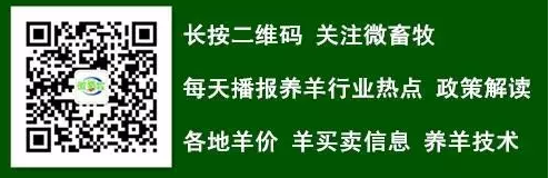 致富经羊养殖技术_养羊致富经_致富养殖羊技术培训