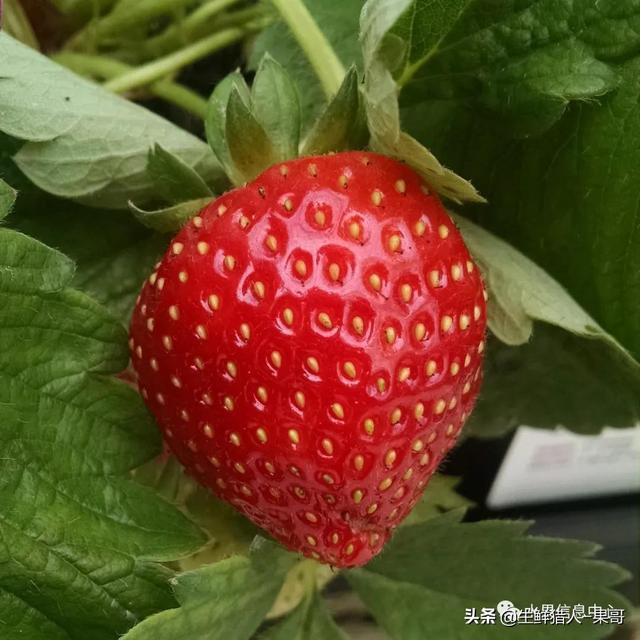 种植草莓技术人员_草莓 种植 技术_大棚种植草莓技术