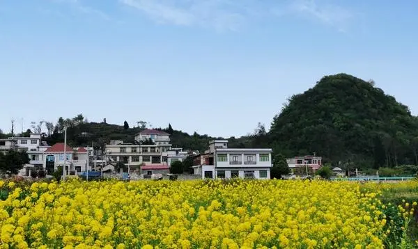 水培牧草有营养吗_水培牧草养殖致富_水培牧草种植教程