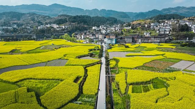 农业致富种植项目_农业种植致富概念_致富经农业种植