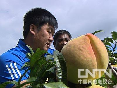 视频致富种植杜仲是真的吗_视频致富种植杜仲是真是假_种植杜仲致富经视频