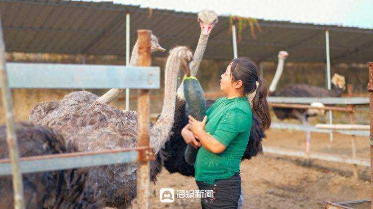 致富经养鸵鸟视频_致富经养鸵鸟的视频_鸵鸟致富经